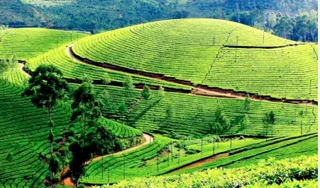 Kerala 04 Nights & 05 Days