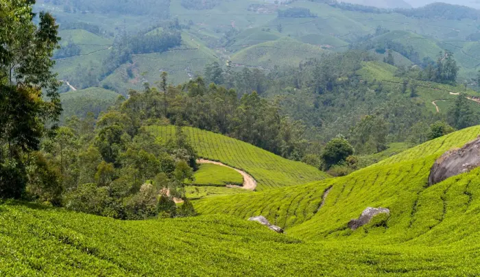 Kerala Trip 4 Nights 5 Days