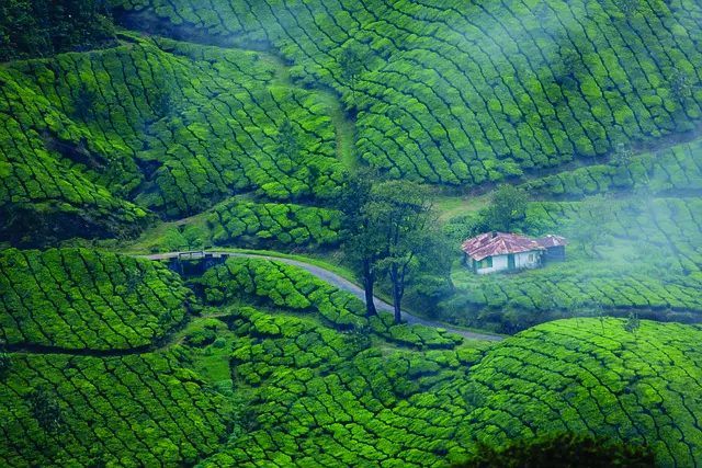 Munnar, Alleppey, and Kochi Tour Package for 4 Nights 5 Days