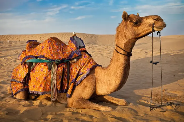 2 Nights 3 Days Desert Jaisalmer Package
