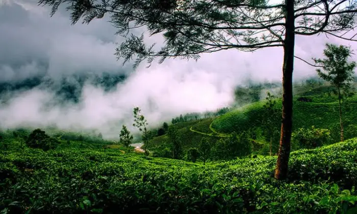 4N 5D Kerala Honeymoon Package
