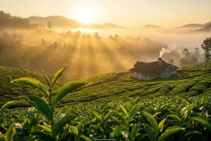 Essence of Keralam: 4N5D Escape