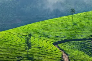4 Days Deluxe Munnar & Thekkady Wilderness Retreat: Hills, Spices & Wildlife Safari