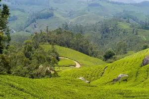 Kerala Trip 4 Nights 5 Days