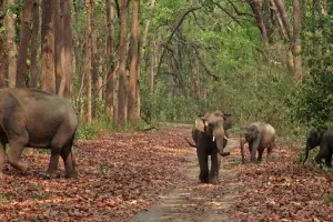 3 Nights 4 Days Hill Stations Tour: Nainital, Jim Corbett