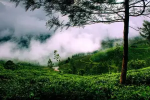 4N 5D Kerala Honeymoon Package