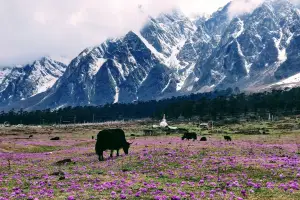 North Sikkim and Darjeeling 7-Night Scenic Adventure with Lakes and Valleys