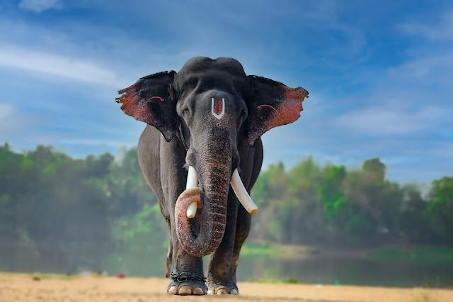 4N 5D Kerala Honeymoon Package
