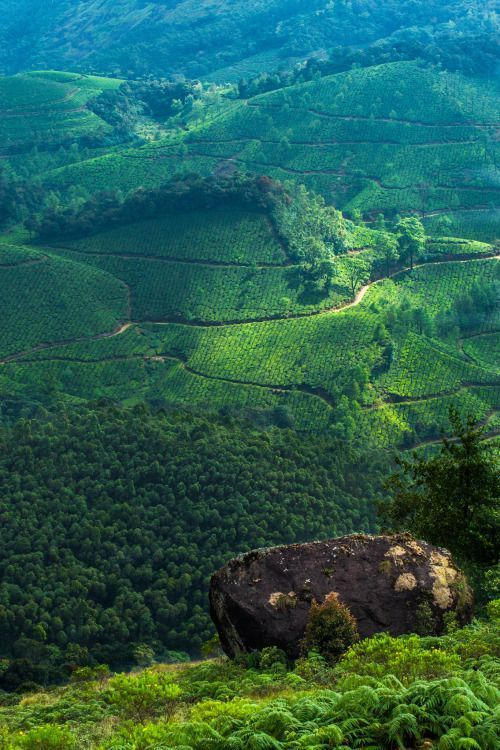 7-Day Kerala Highlights: Munnar, Thekkady, Houseboat, Kovalam, and Trivandrum