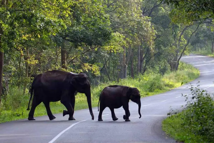 3 Nights 4 Days Wayanad Nature Escape from Bangalore