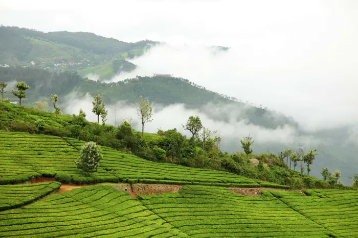 Mist & Pines in Ooty and Kodaikanal Ex. Coimbatore