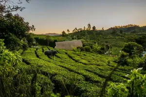3 Days Ooty Tour Package